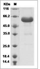 CD40 protein SDS-PAGE