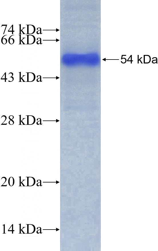 Recombinant Human MUC5B SDS-PAGE