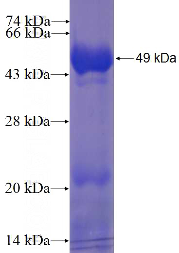 Recombinant Human KIF1B SDS-PAGE