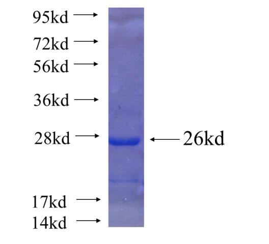 Recombinant human ERF SDS-PAGE