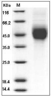 Human 2B4 / SLAMF / CD244 Protein (His Tag) SDS-PAGE