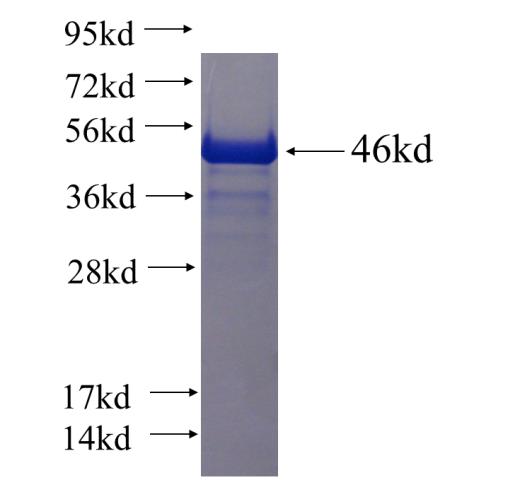 Recombinant human PIR SDS-PAGE