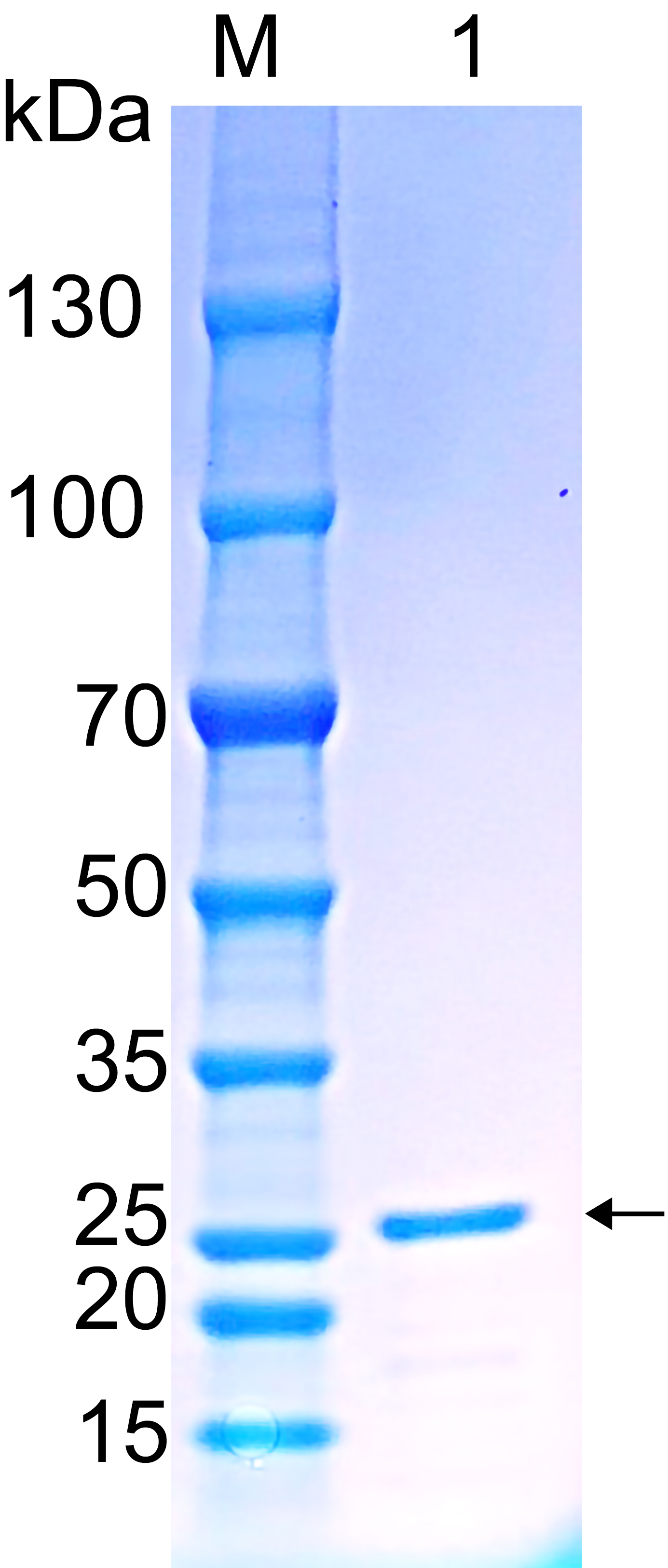 Recombinant Human SF3B1 SDS-PAGE