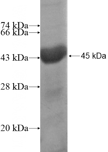 Recombinant Human PLXNA4 SDS-PAGE