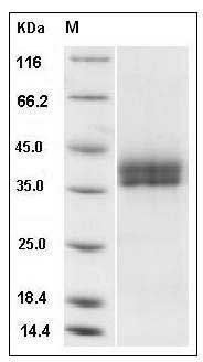 Mouse KLK11 / Kallikrein-11 Protein (His Tag) SDS-PAGE