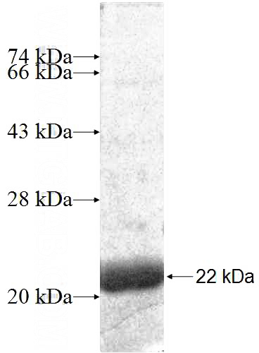 Recombinant Human PELI2 SDS-PAGE