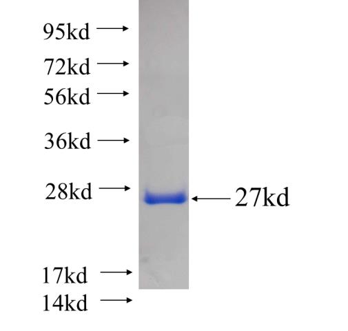 Recombinant human RPA2 SDS-PAGE
