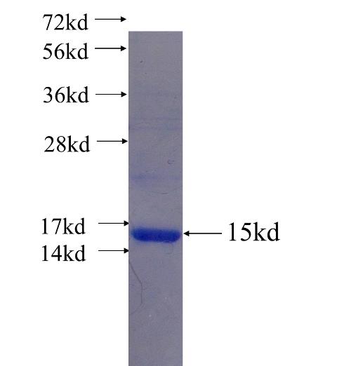Recombinant human PROK2 SDS-PAGE
