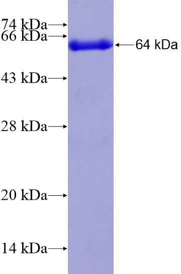 Recombinant Human BARD1 SDS-PAGE