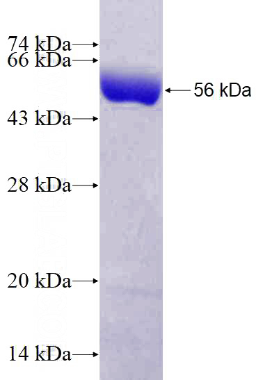 Recombinant Human AP50 SDS-PAGE