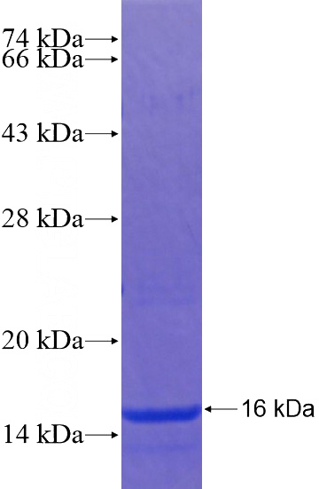 Recombinant Human PRR16 SDS-PAGE