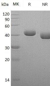 Human NECTIN4/LNIR/PRR4/PVRL4 (His tag) recombinant protein
