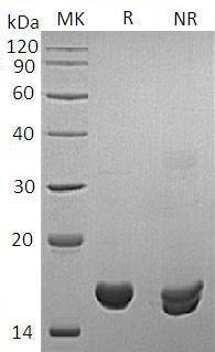 Human PPIA/CYPA recombinant protein