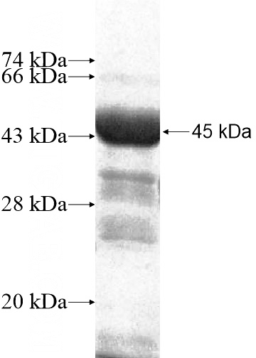 Recombinant Human FASTKD3 SDS-PAGE