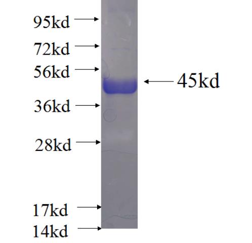 Recombinant Arabidopsis thaliana SNRK2.6 SDS-PAGE