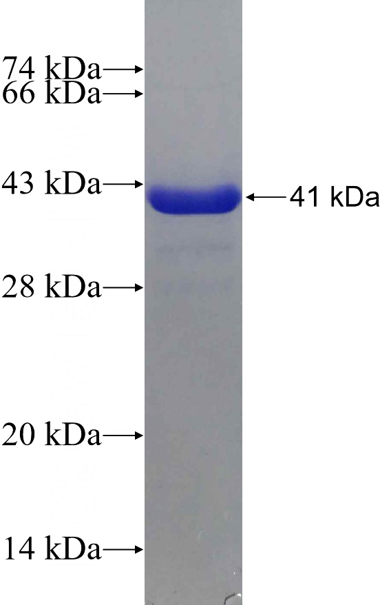 Recombinant Human ATF6 SDS-PAGE