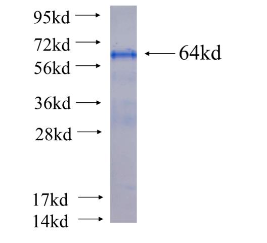 Recombinant human GCOM1 SDS-PAGE