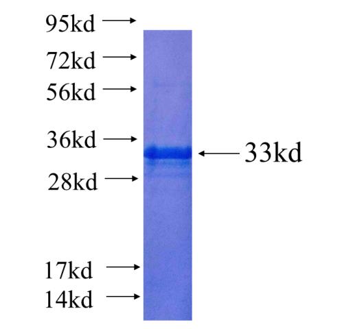 Recombinant human RLBP1L2 SDS-PAGE