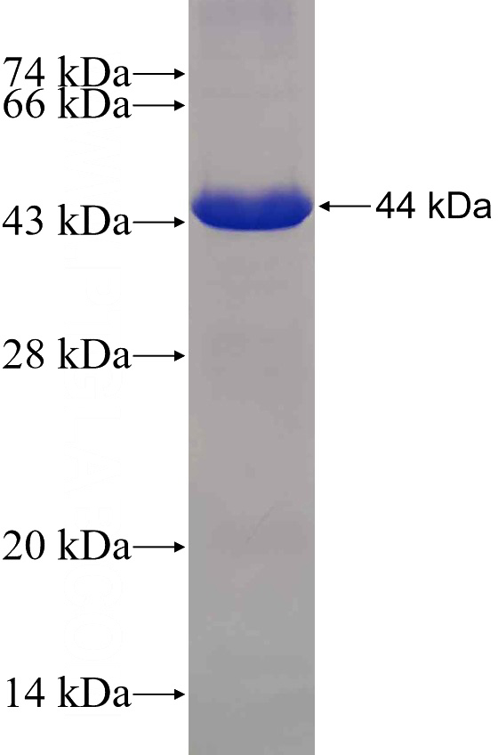 Recombinant Human PDE3B SDS-PAGE