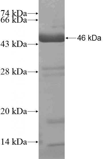 Recombinant Human MAML3 SDS-PAGE