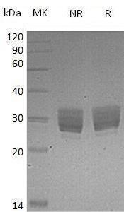 Mouse Creg1/Creg (His tag) recombinant protein