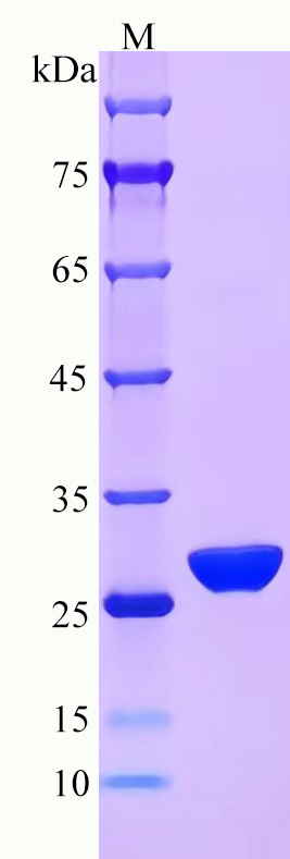 Recombinant Arabidopsis thaliana ACYB-1 SDS-PAGE