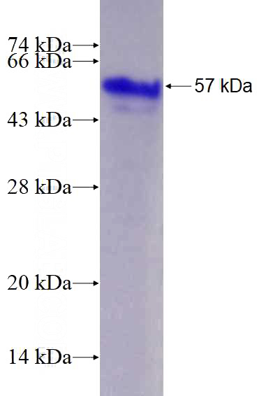 Recombinant Human NANOG SDS-PAGE