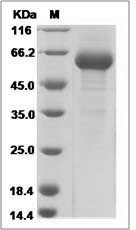 Rhesus CD122 / IL-2RB Protein (Fc Tag)