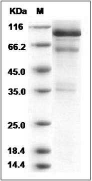 Mouse HGF / Hepatocyte Growth Factor Protein SDS-PAGE