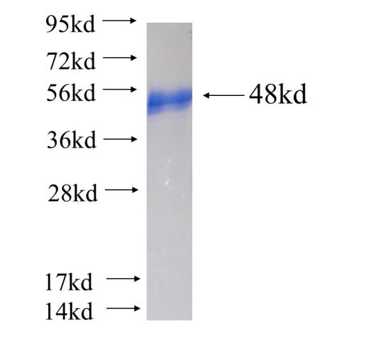 Recombinant human LEPREL2 SDS-PAGE