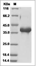 NRG1 protein SDS-PAGE