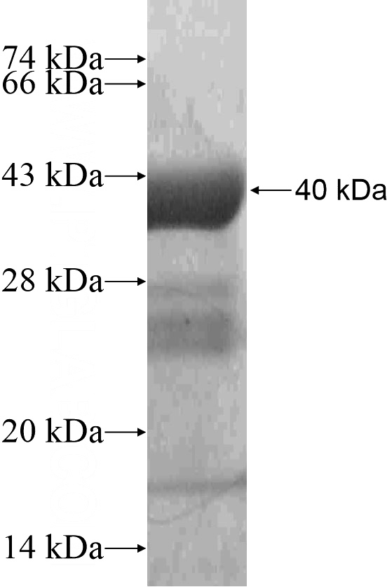 Recombinant Human PPFIA4 SDS-PAGE