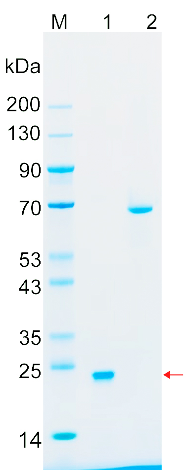 Recombinant Human KRAS (C51S) Protein SDS-PAGE