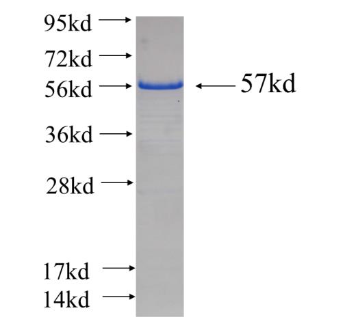 Recombinant human SUPT5H SDS-PAGE