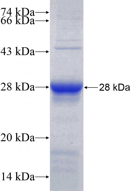 Recombinant Human RND3 SDS-PAGE