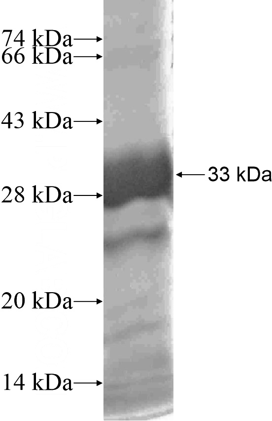 Recombinant Human MLH3 SDS-PAGE
