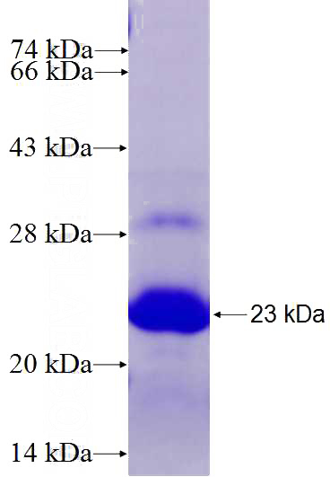 Recombinant Human USF3 SDS-PAGE