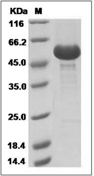 Human TNFRSF11A Protein (Fc Tag) SDS-PAGE
