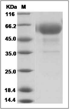 Cynomolgus CD28 / TP44 Protein (Fc Tag)