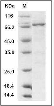 Human DDR1 Kinase / MCK10 / CD167 Protein (aa 444-913, His & GST Tag) SDS-PAGE