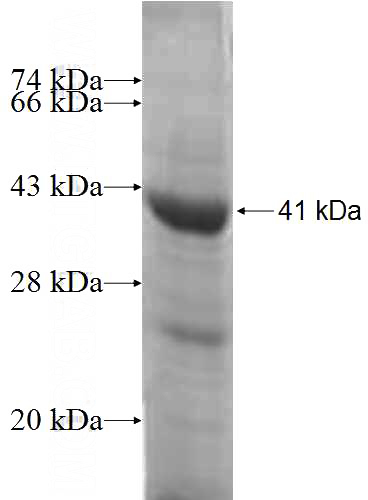 Recombinant Human TAF1A SDS-PAGE