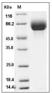 Mouse SLC3A2 / CD98 Protein (His Tag) SDS-PAGE