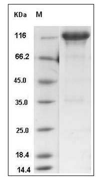 Mouse EGFR / HER1 / ErbB1 Protein (Fc Tag) SDS-PAGE