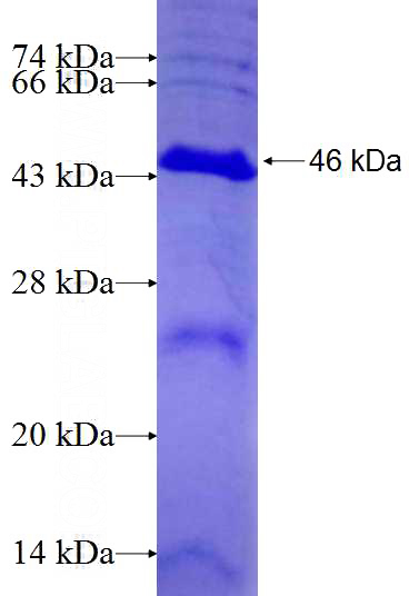 Recombinant Human HOMER1 SDS-PAGE