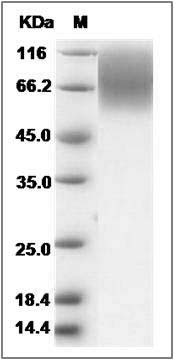 Rat CEACAM1 / CD66a Protein (His Tag) SDS-PAGE