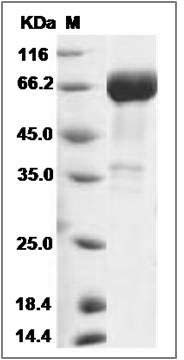 Human CD33 / Siglec-3 Protein (Fc Tag) SDS-PAGE