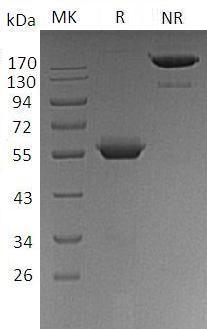 Human BTN3A1/BTF5 (Fc tag) recombinant protein