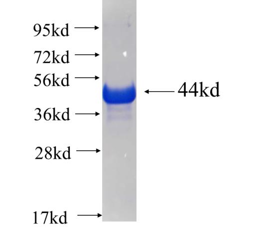Recombinant human CDC45L SDS-PAGE