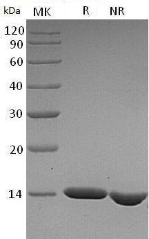Human CCL27/ILC/SCYA27 recombinant protein