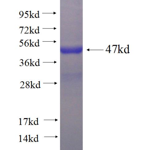 Recombinant human DRG2 SDS-PAGE